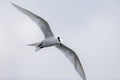 Bird in flight - Back-naped Tern Royalty Free Stock Photo