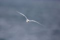 Bird in flight - Back-naped Tern Royalty Free Stock Photo