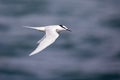 Bird in flight - Back-naped Tern Royalty Free Stock Photo