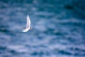 Bird in flight - Back-naped Tern Royalty Free Stock Photo