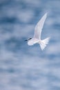 Bird in flight - Back-naped Tern Royalty Free Stock Photo