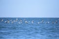 Bird in flight - Black-naped Tern Juvenile Sterna sumatrana Royalty Free Stock Photo