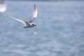 Bird in flight - Black-naped Tern Juvenile Sterna sumatrana Royalty Free Stock Photo