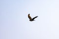 Bird in flight on a clear blue sky Royalty Free Stock Photo