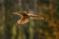 Bird in flight. Common kestrel, Falco tinnunculus, characteristically hovers above ground and searches for prey. Royalty Free Stock Photo