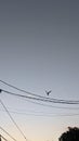 Bird flight dawn electric lines Royalty Free Stock Photo