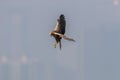 Bird in flight - Eastern Marsh Harrier Royalty Free Stock Photo