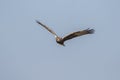 Bird in flight - Eastern Marsh Harrier Royalty Free Stock Photo