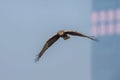 Bird in flight - Eastern Marsh Harrier Royalty Free Stock Photo