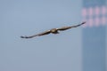 Bird in flight - Eastern Marsh Harrier Royalty Free Stock Photo