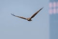 Bird in flight - Eastern Marsh Harrier Royalty Free Stock Photo