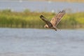 Bird in flight - Eastern Marsh Harrier Circus spilonotus Royalty Free Stock Photo