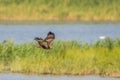Bird in flight - Eastern Marsh Harrier Circus spilonotus Royalty Free Stock Photo