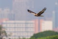 Bird in flight - Eastern Marsh Harrier Circus spilonotus Royalty Free Stock Photo