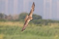 Bird in flight - Eastern Marsh Harrier Circus spilonotus Royalty Free Stock Photo
