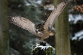 Bird in flight. Eurasian eagle owl, Bubo bubo, landing on mossy stump in winter beech forest. Wildlife photo from nature. Royalty Free Stock Photo