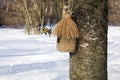 A bird in flight, flapping its wings and a birdhouse against the background of snow. The coming of spring Royalty Free Stock Photo