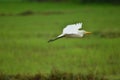 Bird on flight