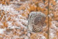 Bird in flight. Great Grey Owl, Strix nebulosa, flying in the forest, blurred autumn trees with first snow in background. Wildlife Royalty Free Stock Photo