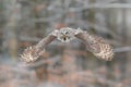 Bird in flight. Great Grey Owl, Strix nebulosa, flying in the forest, blurred autumn trees with first snow in background. Wildlife Royalty Free Stock Photo