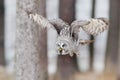 Bird in flight. Great Grey Owl, Strix nebulosa, flying in the forest, blurred autumn trees with first snow in background. Wildlife Royalty Free Stock Photo