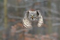 Bird in flight. Great Grey Owl, Strix nebulosa, flying in the forest, blurred autumn trees with first snow in background. Wildlife Royalty Free Stock Photo