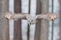 Bird in flight. Great Grey Owl, Strix nebulosa, flying in the forest, blurred autumn trees with first snow in background. Wildlife Royalty Free Stock Photo