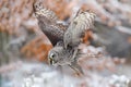 Bird in flight. Great Grey Owl, Strix nebulosa, flying in the forest, blurred autumn trees with first snow in background. Wildlife Royalty Free Stock Photo