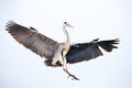 Bird flight. Grey Heron, Ardea cinerea, fly on the sky. Water bird in the forest lake in the nature habitat. Animal from Germany Royalty Free Stock Photo