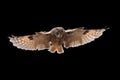 Bird in flight. Long-eared owl Asio otus landing with widely spread wings isolated on black background. Hunting predator. Royalty Free Stock Photo