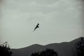 A bird in the flight with mountains and sky