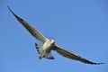 Bird in flight. Natural blue sky background. Flying Juvenile Kelp gull Larus dominicanus, also known as the Dominican gull and B Royalty Free Stock Photo