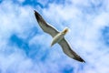 A bird in flight with open wings against a background of blue sky and clouds, view from below Royalty Free Stock Photo