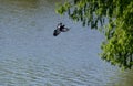 Bird in flight over Woodlawn Lake