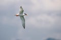 Bird in flight - Roseate Tern Royalty Free Stock Photo