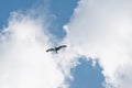 Bird in flight, seagull flying in the sky against clouds Royalty Free Stock Photo