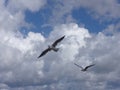 bird in flight 1 Royalty Free Stock Photo