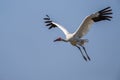 Bird in flight - Siberian crane Grus leucogeranus Royalty Free Stock Photo