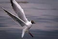 Bird in flight, white seagull in flight