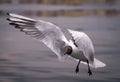 Bird in flight, white seagull in flight