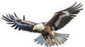 A bird in flight, a white-tailed eagle on a white background.