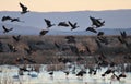 Bird Flock Silhouettes on a Marsh