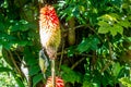 Bird on flower in Cirque de Salazie La Reunion island Royalty Free Stock Photo