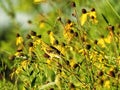 Bird on a Flower: A female American goldfinch perched on a yellow flower bud eating seeds Royalty Free Stock Photo