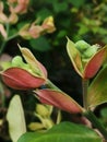 Bird flower grenn Royalty Free Stock Photo