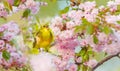 bird among a flowering tree sings a spring song