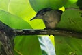 Bird, flowers and green leaves of the Metropolitan Park of Pituacu Royalty Free Stock Photo