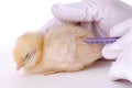 Bird Flu Research Royalty Free Stock Photo