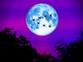 bird fly away home super moon in light night Royalty Free Stock Photo