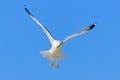 Bird in fly with blue sky. Ring-billed Gull, Larus delawarensis, from Florida, USA. White gull in flight with open wings. Action s